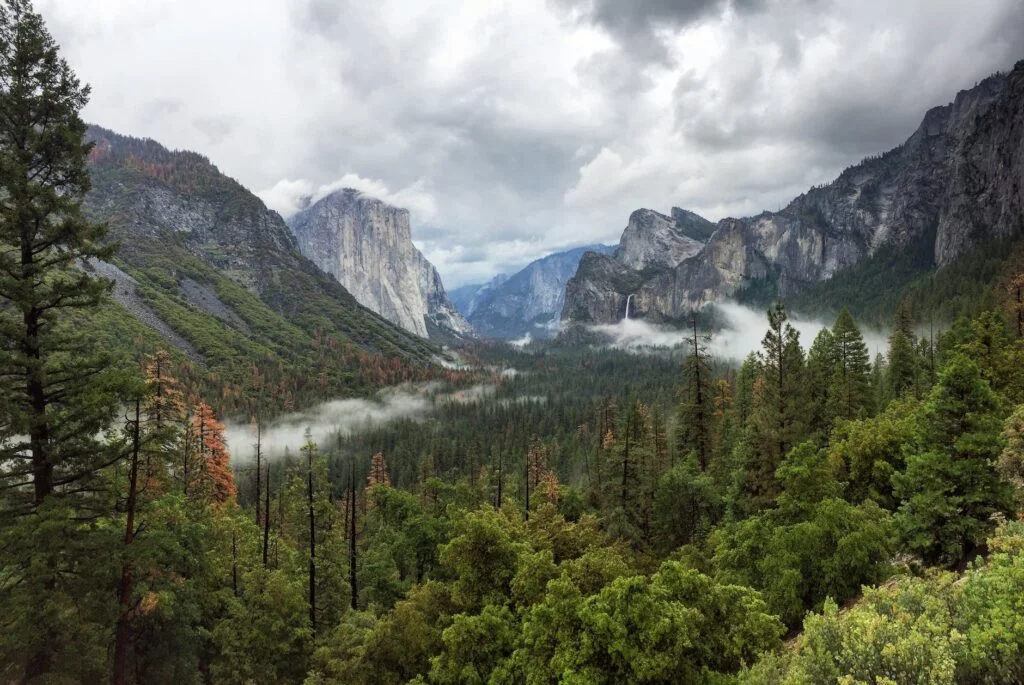 trees near mountain