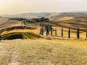 cypresses along the serpent road tuscany italy